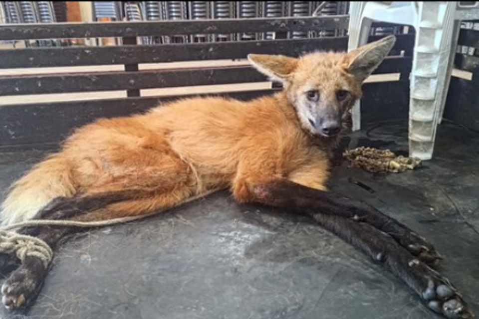 Lobo-guará foi resgatado e tratado por veterinários (Foto reprodução Instagram)