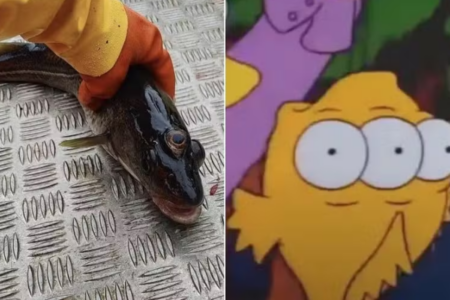 Peixe de três olhos teria sido previsto em Os Simpsons (Foto reprodução)