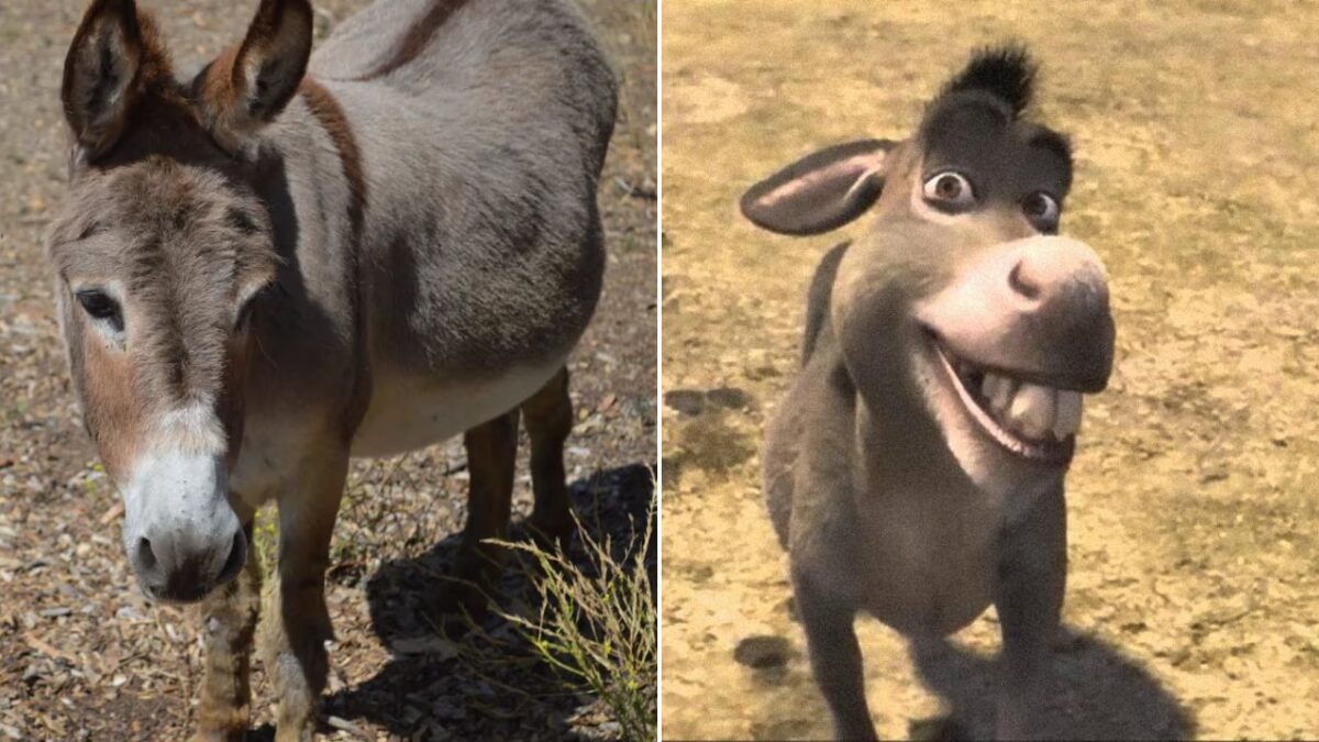 Burrinho que serviu de inspiração para personagem de Shrek enfrenta problemas de saúde