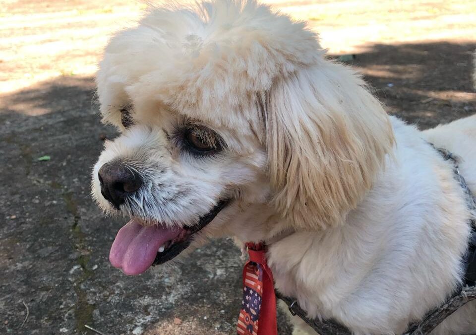 Lhasa Apso - pet - cachorro (Crédito - Andreia Leite)