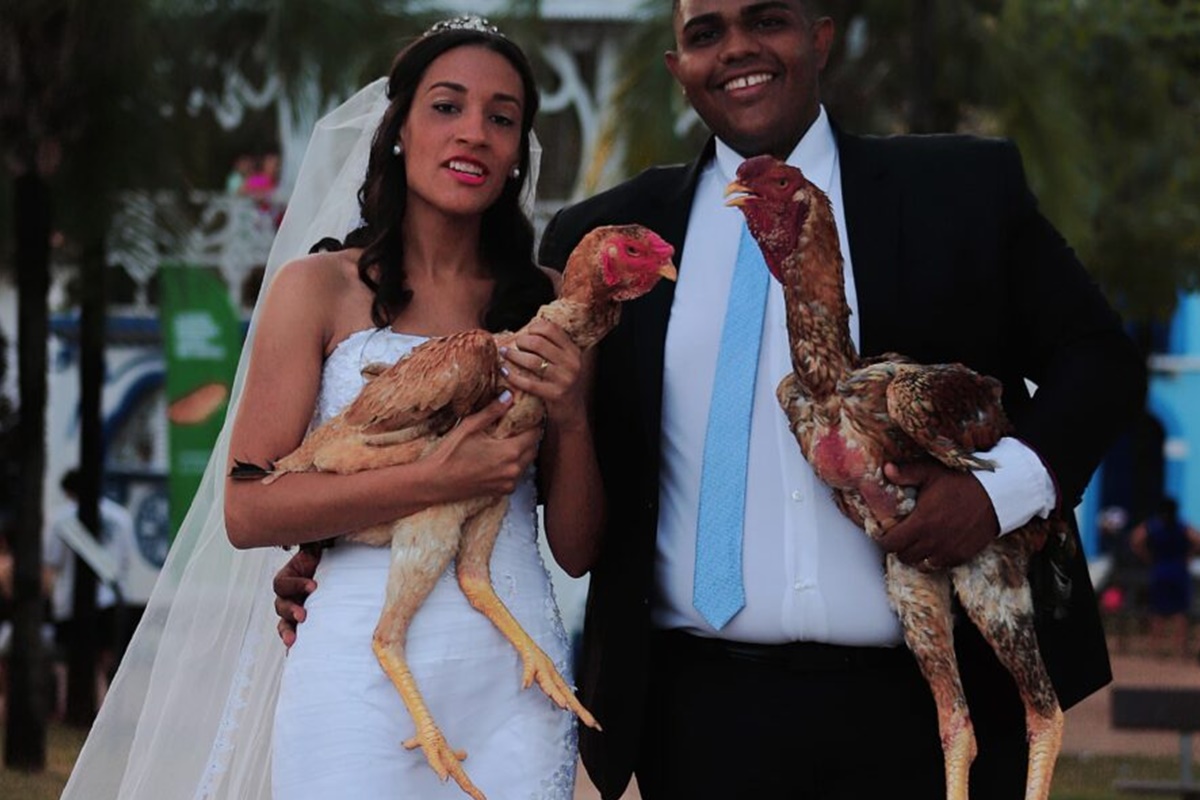 Casal em Goiás faz ensaio de casamento com galo gigante que mede mais de 1 metro 