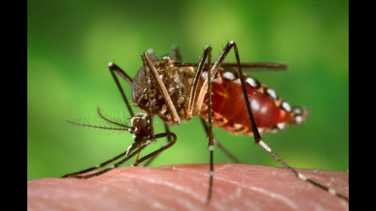 Mosquito da Dengue, Aedes aegypti