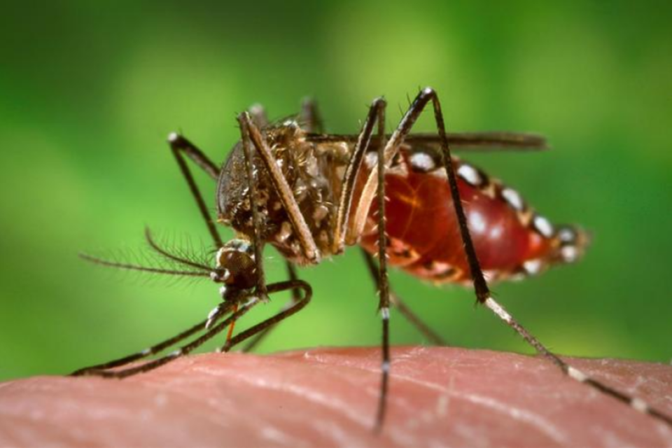 Mosquito da Dengue, Aedes aegypti
