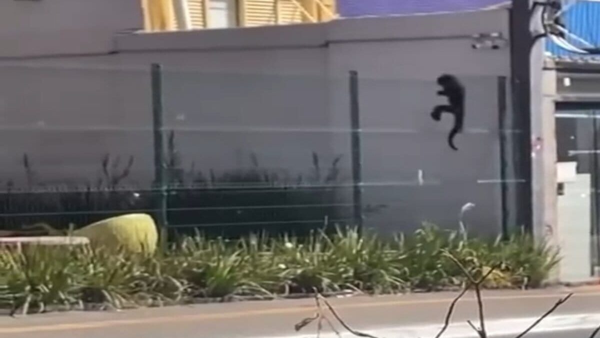 Imagem colorida mostra um macaco subindo a grade de uma loja.