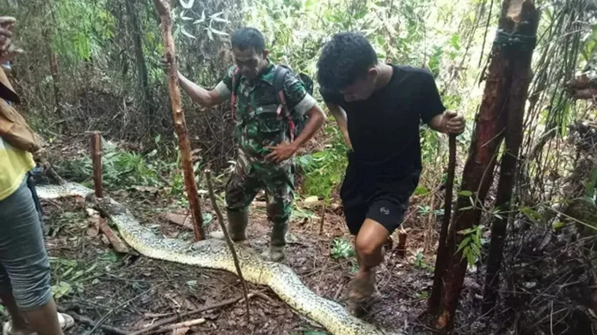 Corpo de mulher é encontrado no estômago de cobra píton na Indonésia