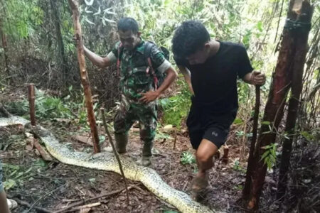 Corpo de mulher é encontrado no estômago de cobra píton na Indonésia