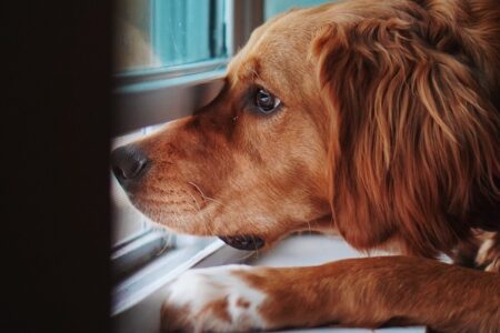 Cachorro aguarda tutor na janela com olhar triste (Foto: reprodução/Freepik)