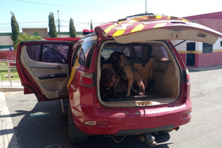 Turistas desaparecidos em caverna: cães dos bombeiros de Luziânia vão ajudar nas buscas em Terra Ronca