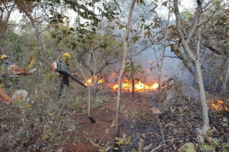Órgãos do Comitê Estadual de Gestão de Incêndios Florestais estão autorizados a tomar medidas necessárias para controle de queimadas (Foto: Governo de Goiás)