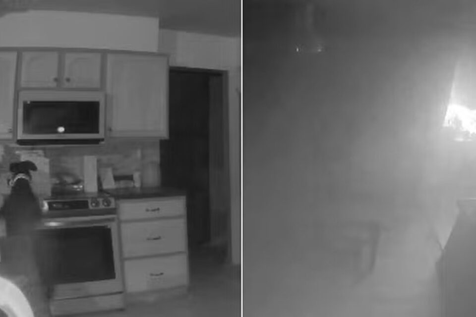 Cachorro liga fogão e provoca incêndio em residência nos EUA Quando os bombeiros foram analisar as câmeras da residência ficaram chocados