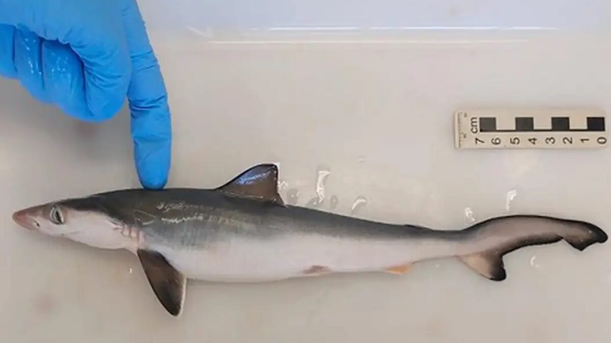 Tubarões são contaminados por cocaína, revela estudo da Fiocruz