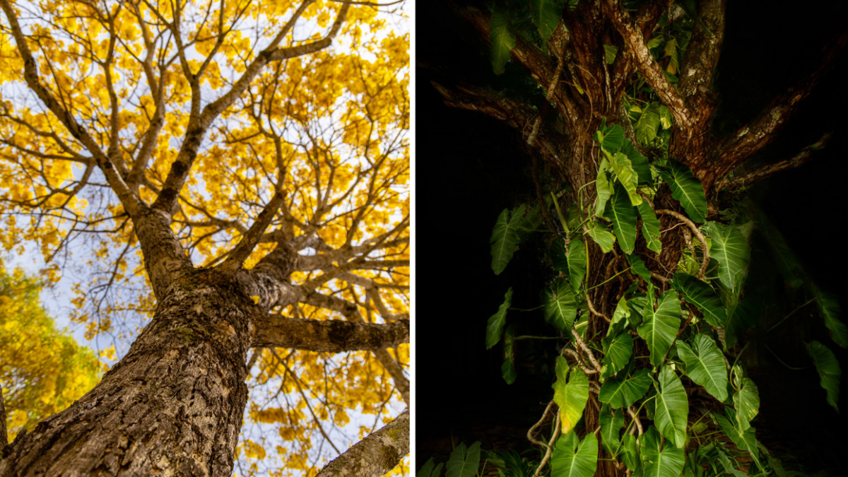 Exposição traz imagens de Pirenópolis (Fotos Marcelo Menezes)