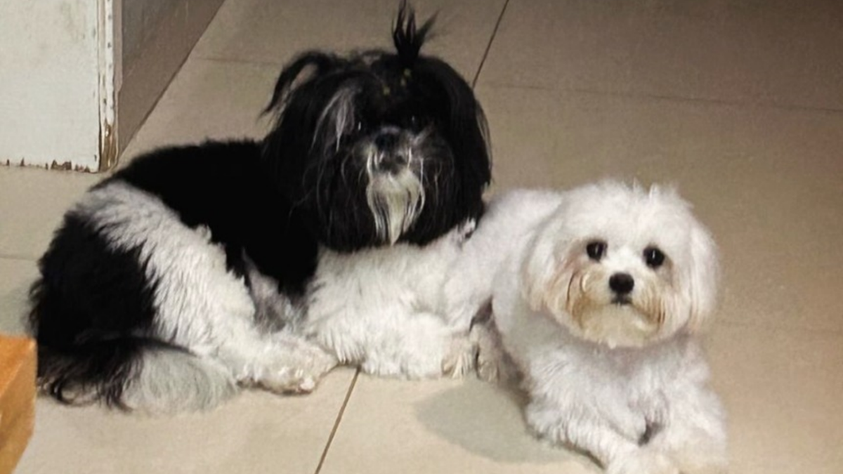 Cadelas morrem após serem deixadas dentro de carro por pet shop em Goiânia "Entregamos nosso maior amor, e recebemos um cadáver"