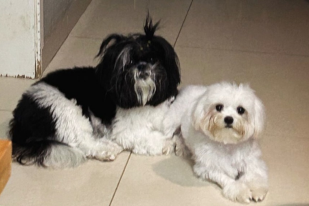 Cadelas morrem após serem deixadas dentro de carro por pet shop em Goiânia "Entregamos nosso maior amor, e recebemos um cadáver"