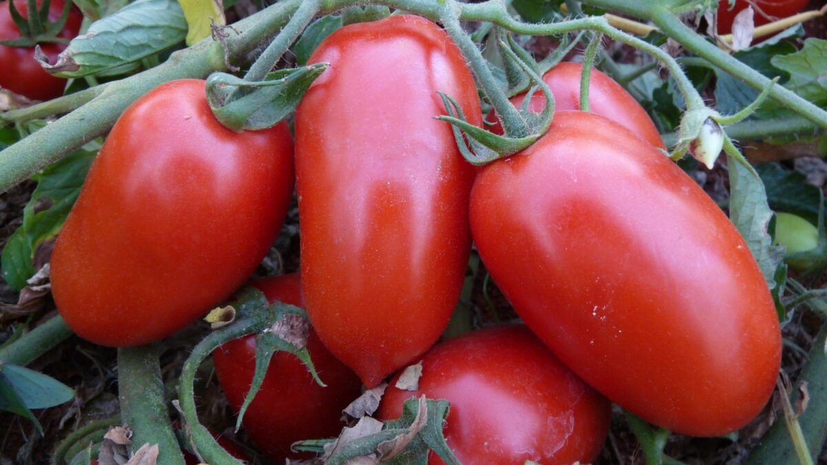 Imagem colorida mostra quatro tomates plantados.