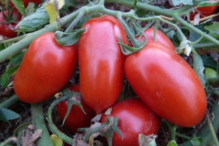 Imagem colorida mostra quatro tomates plantados.