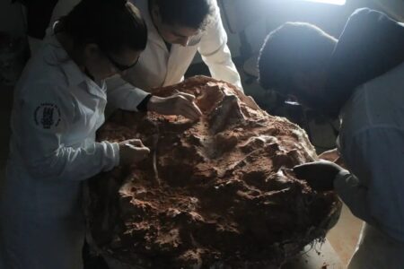 Fóssil encontrado no RS vai ajudar a entender a origem dos dinossauros