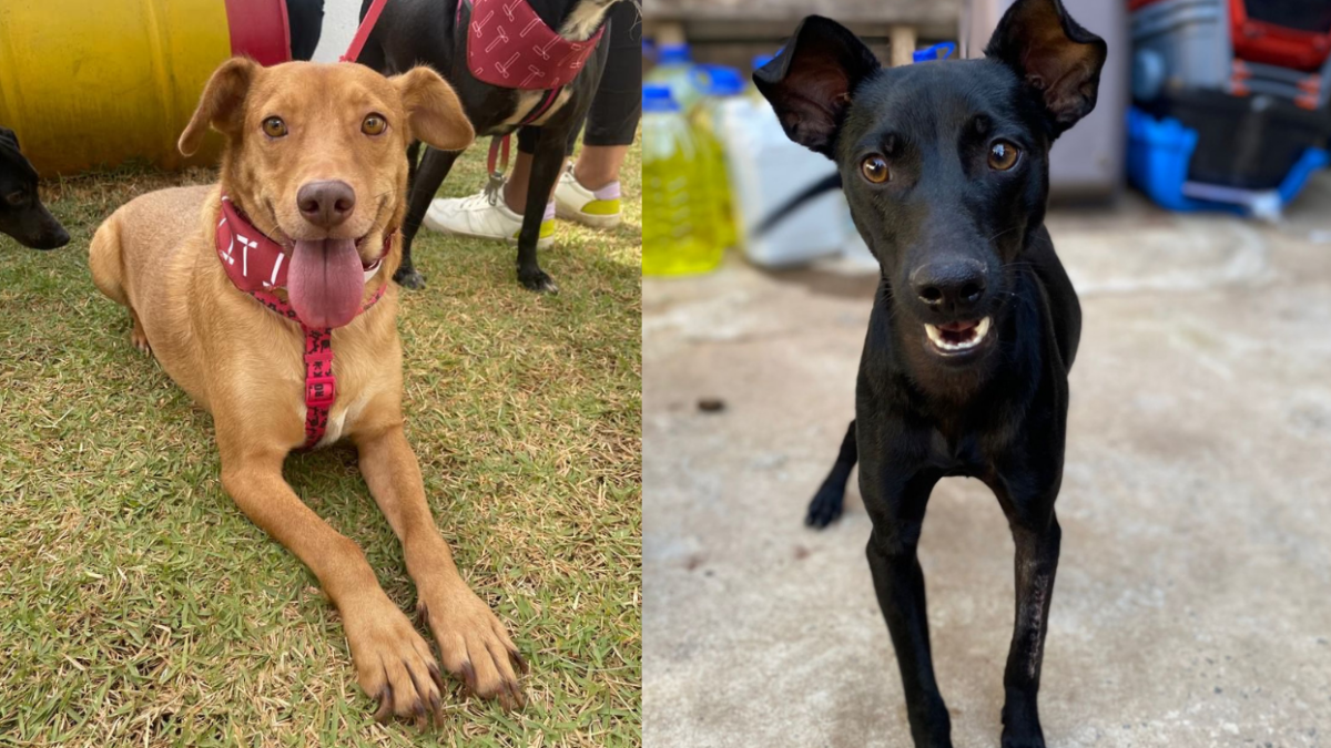 Animais serão entregues castrados ou com garantia de castração (Foto divulgação)