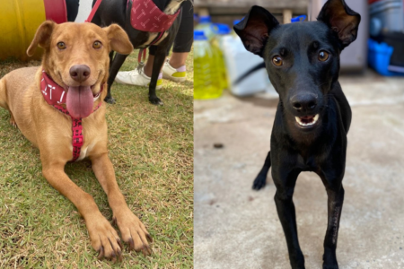 Animais serão entregues castrados ou com garantia de castração (Foto divulgação)