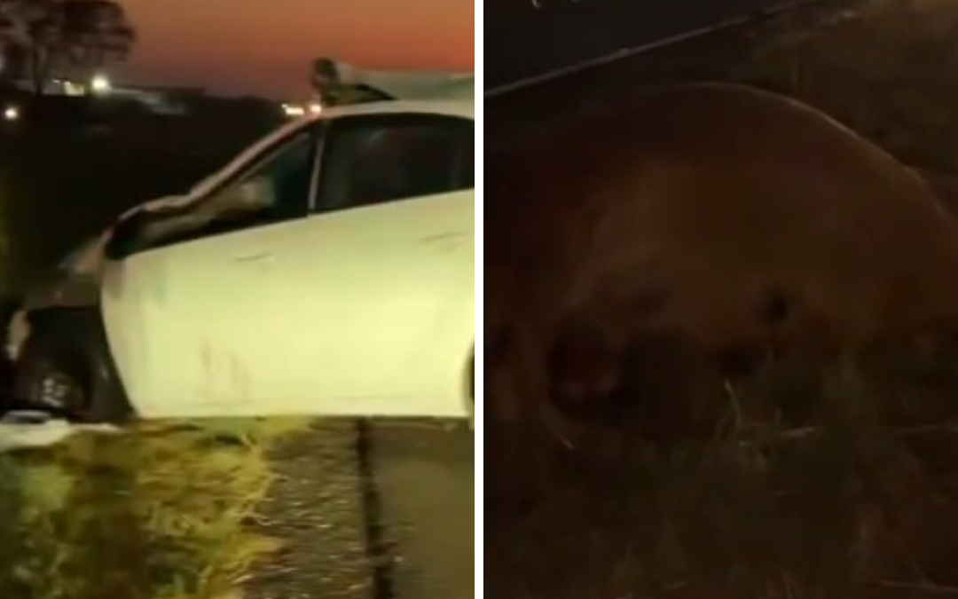 Imagem dividida .ostra um carro branco batido, após um acidente, do lado esquerdo. Do lado direito, a foto de um tamanduá-bandeira.