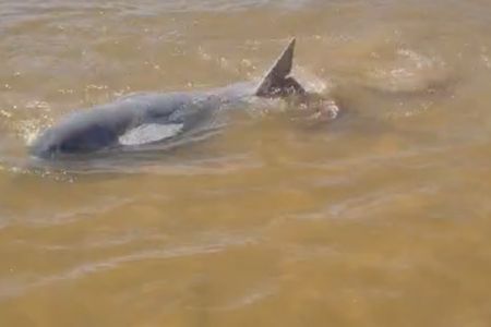 Boto encalhado em Luiz Alves (Foto: Reprodução)