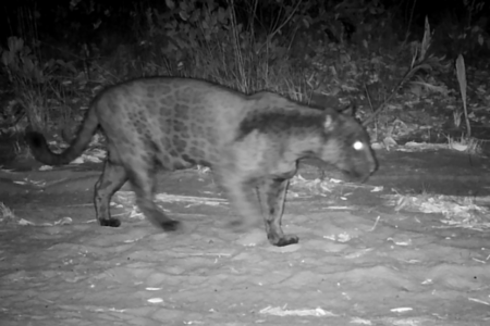 Onça-pintada vista no Parque de Alto Paraíso (Foto: Reprodução)