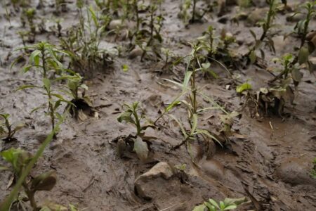 Mariana: vítimas pedem que governo rejeite acordo de mineradoras