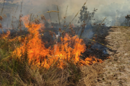 Focos de queimada em Goiás (Foto: Divulgação)