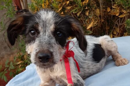 Goiânia terá evento de adoção de cães e gatos neste final de semana