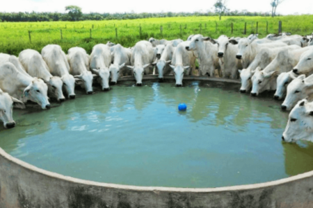 Hidratação de gado preocupa no Mato Grosso (Foto: Reprodução)