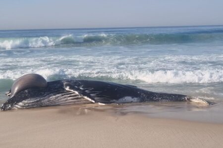 Imagem colorida mostra uma baleia na areia de uma praia no Rio de Janeiro