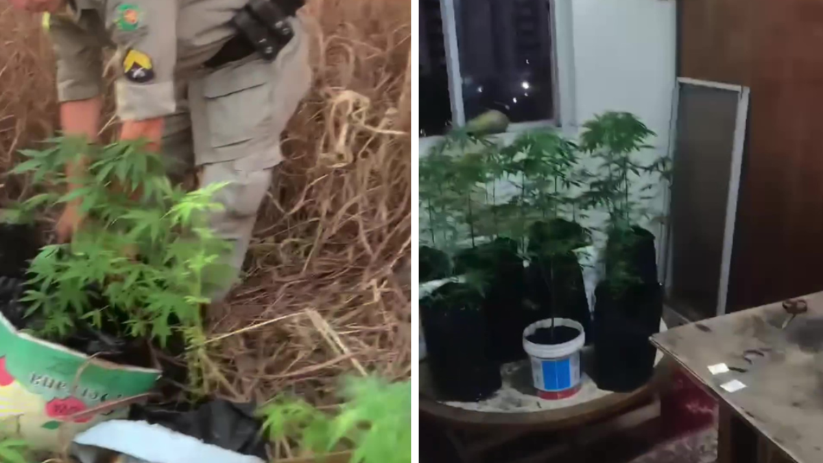 Imagem dividida mostra diversos pés de maconha apreendidos pela polícia