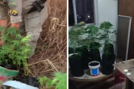 Imagem dividida mostra diversos pés de maconha apreendidos pela polícia