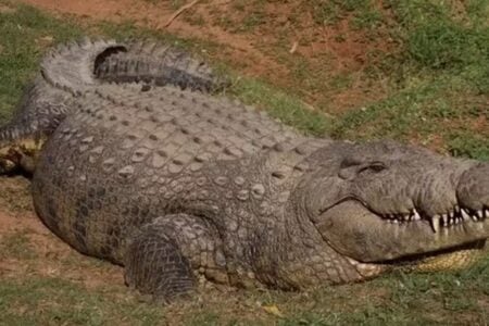 Crocodilo mais velho do mundo nasceu em 1900 e já gerou 10 mil filhotes Com passado de 'devorador de crianças', Henry vive na África do Sul