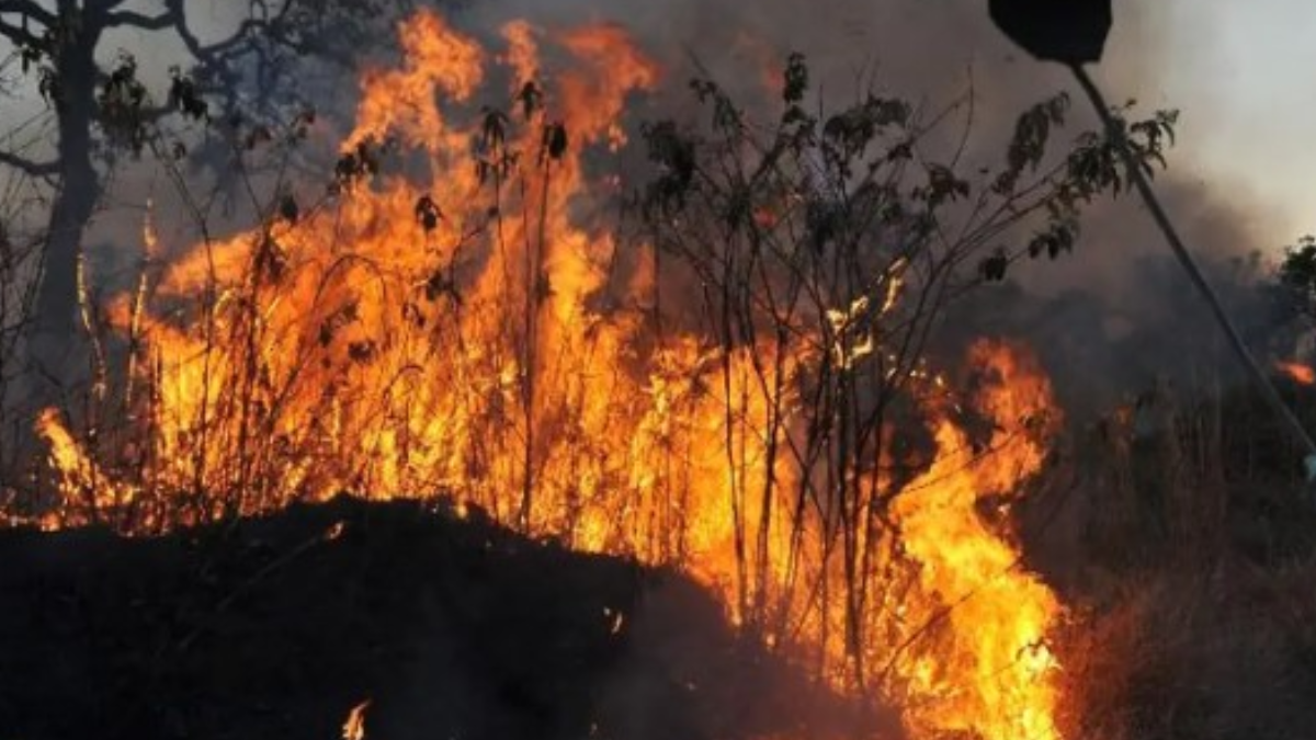 Queimadas consomem vegetação no Brasil (Foto: Agência Brasil)