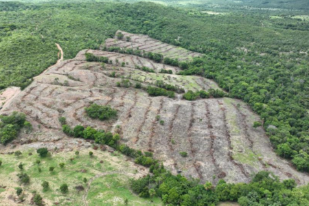 Tendência é de queda no desmatamento em Goiás (Foto: Semad)