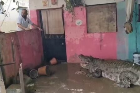 Crocodilos matam homem na Índia após enchente; cachorros também foram devorados Vítima foi arrastada para rio