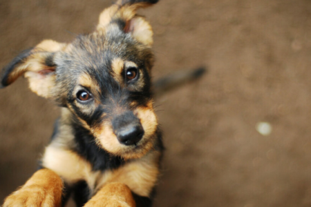 Imagem colorida mostra um cachorrinho olhando para a foto.