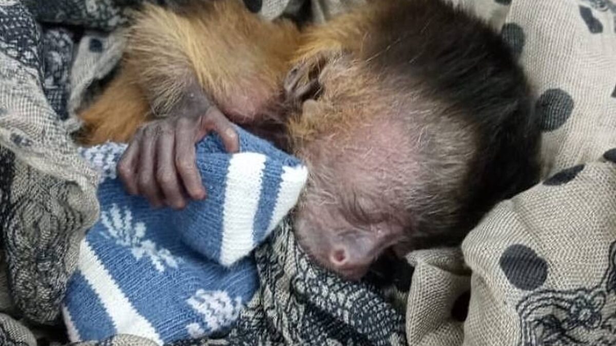 Filhote de macaco-prego é resgatado em meio às cinzas das queimadas do pantanal Batizado de Fênix, recém-nascido foi encontrado