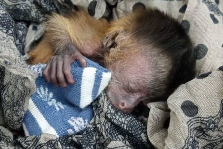 Filhote de macaco-prego é resgatado em meio às cinzas das queimadas do pantanal Batizado de Fênix, recém-nascido foi encontrado