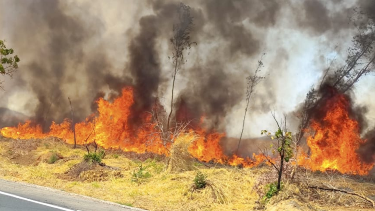 Imagem colorida mostra uma área de mata pegando fogo.