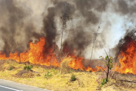 Imagem colorida mostra uma área de mata pegando fogo.