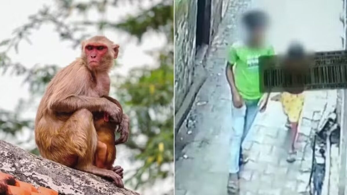 Macacos salvam menina de seis anos de estupro na Índia Criminoso atraiu a menina para uma casa abandonada e chegou a tirar as roupas