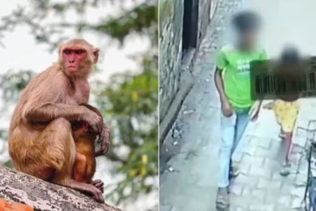 Macacos salvam menina de seis anos de estupro na Índia Criminoso atraiu a menina para uma casa abandonada e chegou a tirar as roupas