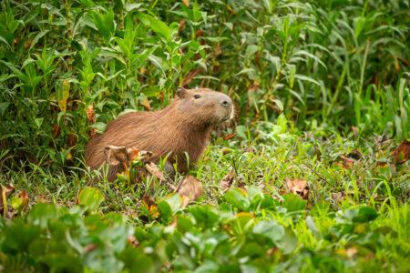 Capivara brasileira em habitat natural