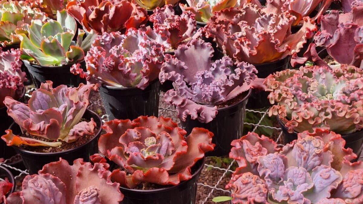 Goiânia terá bazar de plantas neste final de semana com entrada gratuita