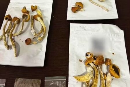 Suspeito era guia espiritual e terapêutico Homem é preso usando escritório de advocacia como laboratório de cogumelos alucinógenos em Goiânia