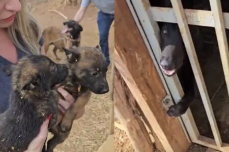 Filhotes de cães são encontrados acorrentados em gaiola no DF cães adultos e seis filhotes presos ao sol sem água