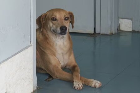 Caramelo, cão mantém vigília constante na porta da Santa Casa de Guariba Cachorro vive há 8 anos na porta de hospital que tutora faleceu