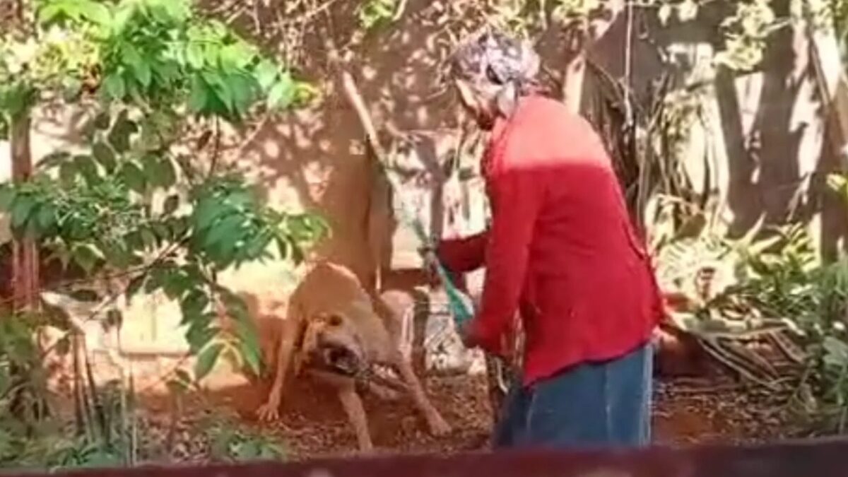 Idosa de Rio Verde é presa por espancar e tentar matar cachorro